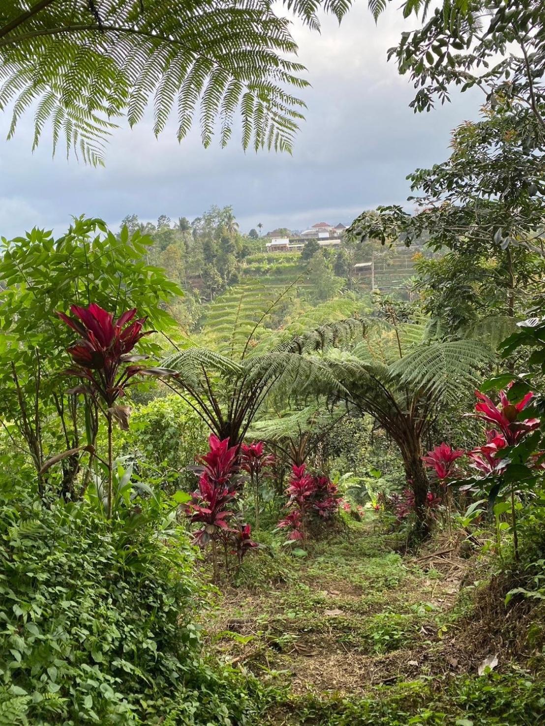 Lembah Cinta Mayungan Campsite