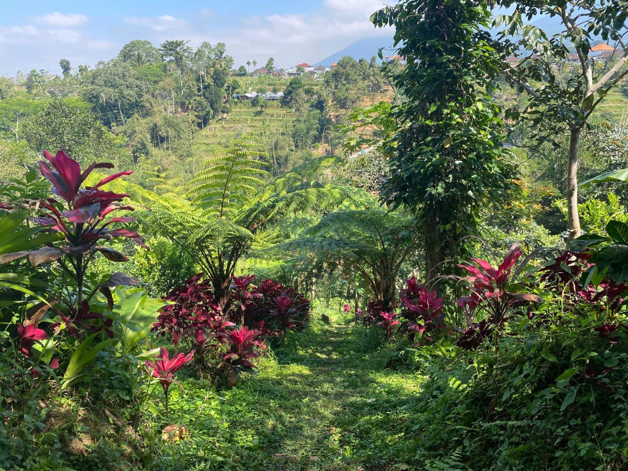 Campsite Lembah Cinta Mayungan Baturiti