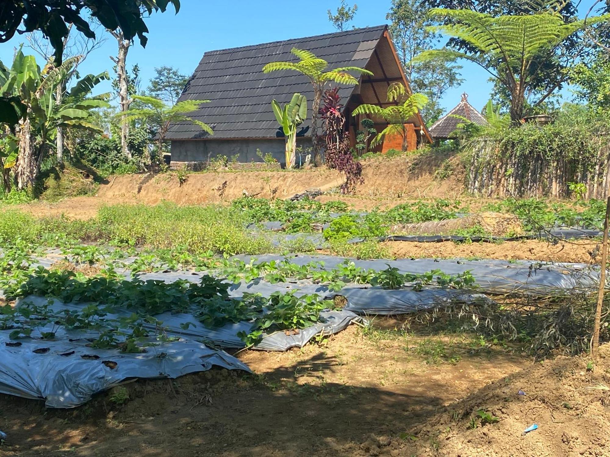 Lembah Cinta Mayungan *